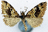  ( - CCDB-11873-G11)  @11 [ ] CreativeCommons - Attribution (2014) David Polluck Centre for Biodiversity Genomics