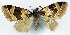  ( - CCDB-11873-G12)  @11 [ ] CreativeCommons - Attribution (2014) David Polluck Centre for Biodiversity Genomics