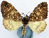  ( - CCDB-11873-H01)  @11 [ ] CreativeCommons - Attribution (2014) David Polluck Centre for Biodiversity Genomics