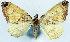  (Sterrhochaeta aphanisis - CCDB-11873-H02)  @11 [ ] CreativeCommons - Attribution (2014) David Polluck Centre for Biodiversity Genomics