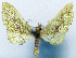  (Sterrhochaeta antennata - CCDB-11873-H05)  @11 [ ] CreativeCommons - Attribution (2014) David Polluck Centre for Biodiversity Genomics