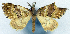  (Sterrhochaeta olivacea - CCDB-11873-H06)  @11 [ ] CreativeCommons - Attribution (2014) David Polluck Centre for Biodiversity Genomics
