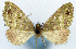  (Sterrhochaeta pulchella - CCDB-11873-H08)  @11 [ ] CreativeCommons - Attribution (2014) David Polluck Centre for Biodiversity Genomics