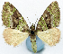  (Sterrhochaeta subrubescens - CCDB-11873-H11)  @11 [ ] CreativeCommons - Attribution (2014) David Polluck Centre for Biodiversity Genomics