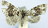  (Sterrhochaeta leucosphena - CCDB-11874-A02)  @11 [ ] CreativeCommons - Attribution (2014) David Polluck Centre for Biodiversity Genomics