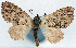  ( - CCDB-11874-A03)  @11 [ ] CreativeCommons - Attribution (2014) David Polluck Centre for Biodiversity Genomics