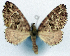  ( - CCDB-11874-A04)  @11 [ ] CreativeCommons - Attribution (2014) David Polluck Centre for Biodiversity Genomics