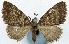  (Sterrhochaeta subcaesia - CCDB-11874-A06)  @11 [ ] CreativeCommons - Attribution (2014) David Polluck Centre for Biodiversity Genomics