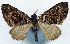  (Sterrhochaeta minuta - CCDB-11874-A07)  @11 [ ] CreativeCommons - Attribution (2014) David Polluck Centre for Biodiversity Genomics