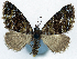  ( - CCDB-11874-A08)  @11 [ ] CreativeCommons - Attribution (2014) David Polluck Centre for Biodiversity Genomics