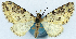  ( - CCDB-11874-A10)  @11 [ ] CreativeCommons - Attribution (2014) David Polluck Centre for Biodiversity Genomics