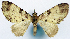  (Syncosmia seminotata - CCDB-11874-A11)  @11 [ ] CreativeCommons - Attribution (2014) David Polluck Centre for Biodiversity Genomics