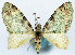  (Syncosmia colorata - CCDB-11874-A12)  @11 [ ] CreativeCommons - Attribution (2014) David Polluck Centre for Biodiversity Genomics