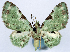  ( - CCDB-11874-B01)  @11 [ ] CreativeCommons - Attribution (2014) David Polluck Centre for Biodiversity Genomics