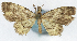  (Chloroclystis primivernalis - CCDB-11874-B02)  @11 [ ] CreativeCommons - Attribution (2014) David Polluck Centre for Biodiversity Genomics