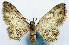  (Ptychotheca - CCDB-11874-B05)  @11 [ ] CreativeCommons - Attribution (2014) David Polluck Centre for Biodiversity Genomics