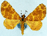  (Pardodes - CCDB-11874-B09)  @11 [ ] CreativeCommons - Attribution (2014) David Polluck Centre for Biodiversity Genomics