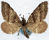  (Propithex tristriata - CCDB-11874-B11)  @11 [ ] CreativeCommons - Attribution (2014) David Polluck Centre for Biodiversity Genomics