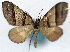  (Propithex - CCDB-11874-C01)  @11 [ ] CreativeCommons - Attribution (2014) David Polluck Centre for Biodiversity Genomics