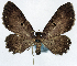  (Collix suffusca - CCDB-11874-C04)  @11 [ ] CreativeCommons - Attribution (2014) David Polluck Centre for Biodiversity Genomics
