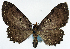  ( - CCDB-11874-C05)  @11 [ ] CreativeCommons - Attribution (2014) David Polluck Centre for Biodiversity Genomics