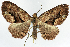  (Horisme steretica ab. restituta - CCDB-11874-C09)  @11 [ ] CreativeCommons - Attribution (2014) David Polluck Centre for Biodiversity Genomics