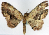  ( - CCDB-11874-C03)  @11 [ ] CreativeCommons - Attribution (2014) David Polluck Centre for Biodiversity Genomics