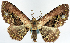  (Horisme semirufata - CCDB-11874-D01)  @11 [ ] CreativeCommons - Attribution (2014) David Polluck Centre for Biodiversity Genomics