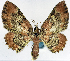  (Collix hirtivena ab. carneata - CCDB-11874-D04)  @11 [ ] CreativeCommons - Attribution (2014) David Polluck Centre for Biodiversity Genomics