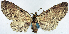  ( - CCDB-11874-D06)  @11 [ ] CreativeCommons - Attribution (2014) David Polluck Centre for Biodiversity Genomics