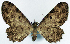 (Collix ghosha dichobathra - CCDB-11874-D10)  @11 [ ] CreativeCommons - Attribution (2014) David Polluck Centre for Biodiversity Genomics