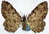  ( - CCDB-11874-D11)  @11 [ ] CreativeCommons - Attribution (2014) David Polluck Centre for Biodiversity Genomics
