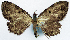  (Collix ghosha - CCDB-11874-D12)  @11 [ ] CreativeCommons - Attribution (2014) David Polluck Centre for Biodiversity Genomics