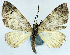  (Papuarisme deviaria - CCDB-11874-E01)  @11 [ ] CreativeCommons - Attribution (2014) David Polluck Centre for Biodiversity Genomics
