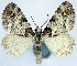  ( - CCDB-11874-E02)  @11 [ ] CreativeCommons - Attribution (2014) David Polluck Centre for Biodiversity Genomics