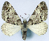  (Papuarisme rufilunata - CCDB-11874-E03)  @11 [ ] CreativeCommons - Attribution (2014) David Polluck Centre for Biodiversity Genomics
