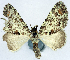  (Papuarisme lichenosa - CCDB-11874-E07)  @11 [ ] CreativeCommons - Attribution (2014) David Polluck Centre for Biodiversity Genomics