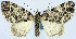  ( - CCDB-11874-E08)  @11 [ ] CreativeCommons - Attribution (2014) David Polluck Centre for Biodiversity Genomics