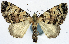  ( - CCDB-11874-E10)  @11 [ ] CreativeCommons - Attribution (2014) David Polluck Centre for Biodiversity Genomics