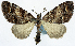  (Papuarisme genuflexa - CCDB-11874-F01)  @11 [ ] CreativeCommons - Attribution (2014) David Polluck Centre for Biodiversity Genomics