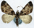  (Papuarisme - CCDB-11874-F03_NGS)  @15 [ ] CreativeCommons - Attribution Non-Commercial Share-Alike (2015) David Polluck Smithsonian Institution