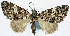  (Papuarisme leucotmeta - CCDB-11874-F06)  @11 [ ] CreativeCommons - Attribution (2014) David Polluck Centre for Biodiversity Genomics