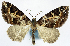  (Papuarisme notata - CCDB-11874-F07)  @11 [ ] CreativeCommons - Attribution (2014) David Polluck Centre for Biodiversity Genomics