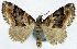  (Papuarisme symmetrozona - CCDB-11874-F08)  @11 [ ] CreativeCommons - Attribution (2014) David Polluck Centre for Biodiversity Genomics