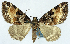  (Papuarisme illustris - CCDB-11874-F10)  @11 [ ] CreativeCommons - Attribution (2014) David Polluck Centre for Biodiversity Genomics