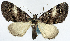  (Papuarisme albicristata - CCDB-11874-F12)  @11 [ ] CreativeCommons - Attribution (2014) David Polluck Centre for Biodiversity Genomics