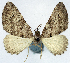  (Papuarisme griseata - CCDB-11874-G01)  @11 [ ] CreativeCommons - Attribution (2014) David Polluck Centre for Biodiversity Genomics