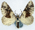  ( - CCDB-11874-G05)  @11 [ ] CreativeCommons - Attribution (2014) David Polluck Centre for Biodiversity Genomics