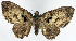  (Horisme caliginosa - CCDB-11874-G07)  @11 [ ] CreativeCommons - Attribution (2014) David Polluck Centre for Biodiversity Genomics