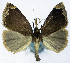  ( - CCDB-11877_H02)  @11 [ ] CreativeCommons - Attribution (2014) David Polluck Centre for Biodiversity Genomics